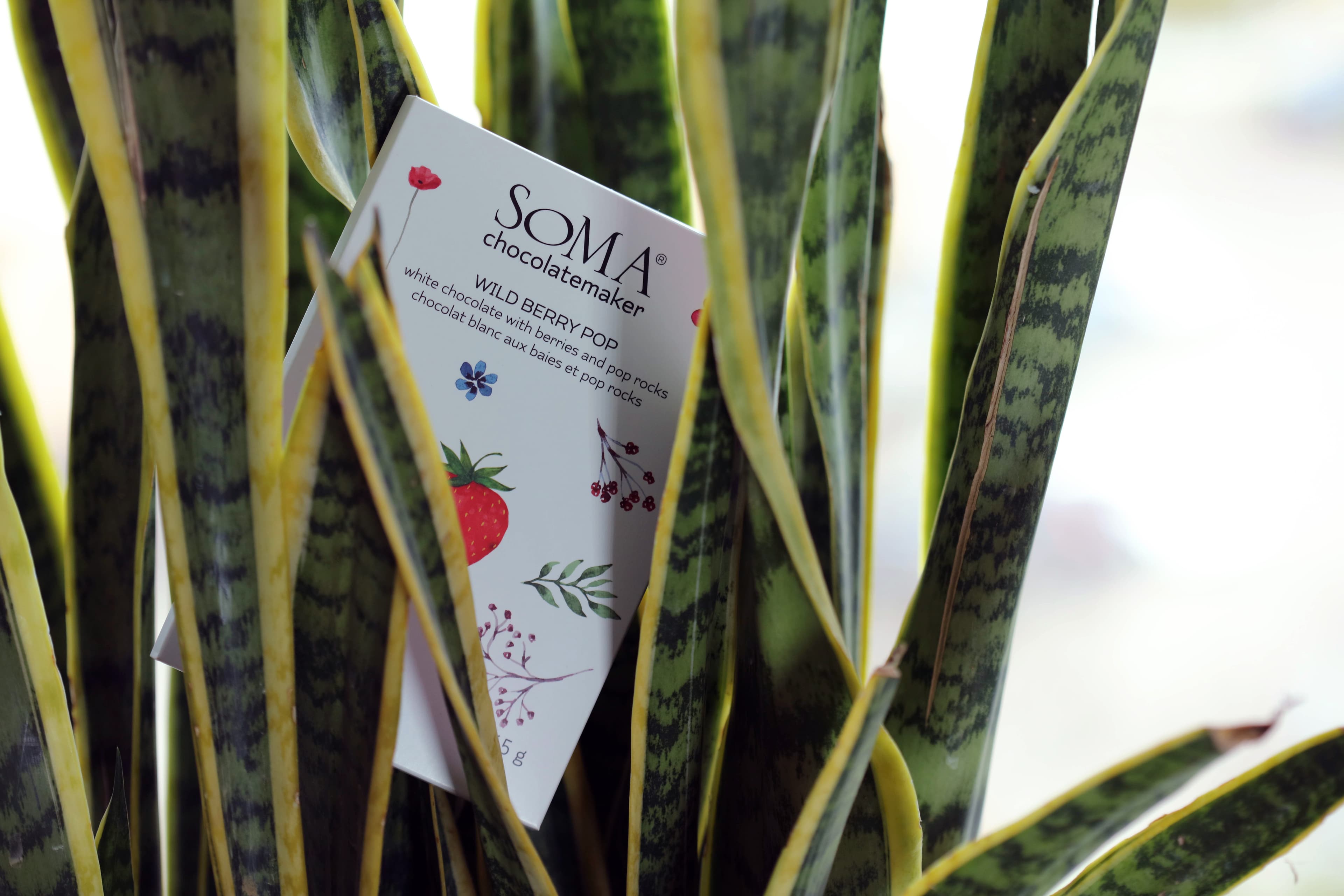Wild Berry Pop White Chocolate with Berries and Pop Rocks bar made by SOMA Chocolatemaker in Canada in a snake plant between the leaves